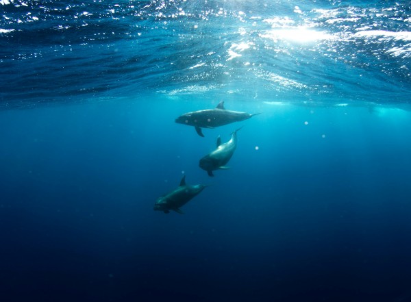 イルカと船乗りの不思議な関係から海の生態系を考えるサムネイル